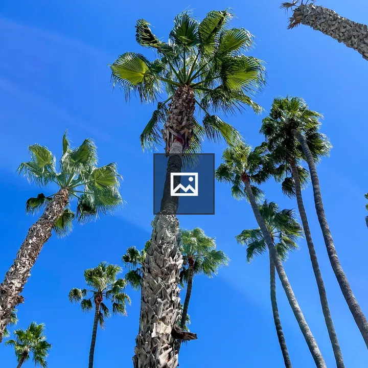 San Diego palm trees in the wind