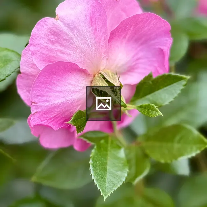 Pink Rose from Behind