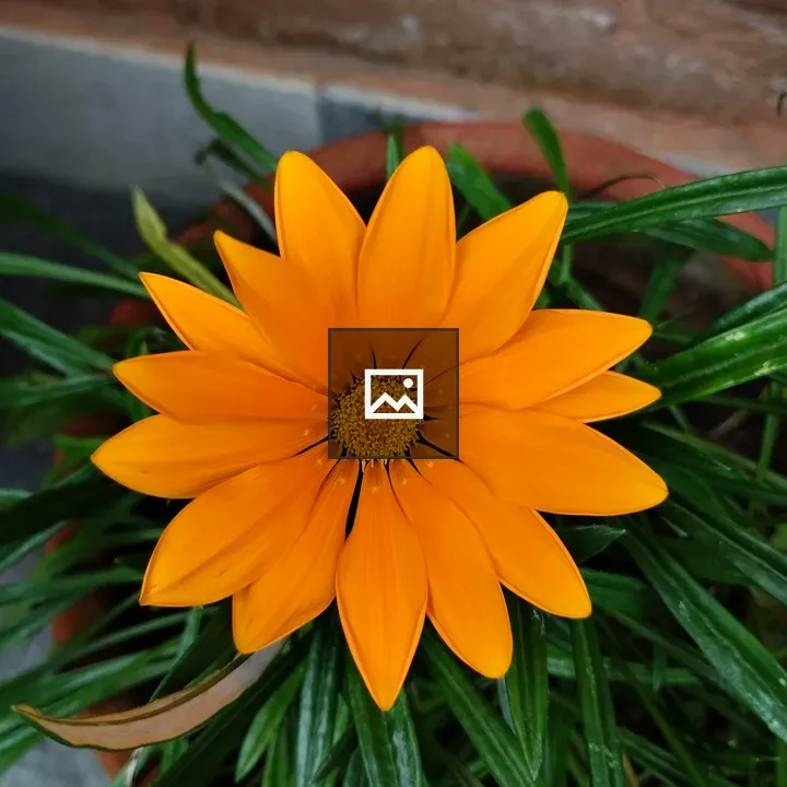 Yellow Gazania Flower in Bloom