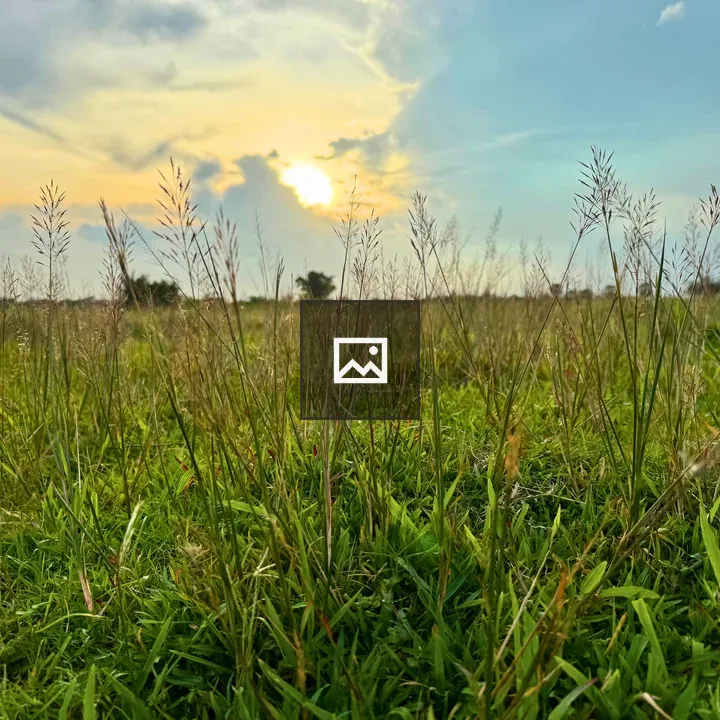Sunset Field with Tall Grass