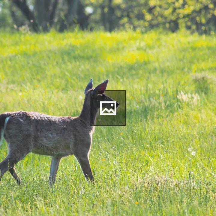 Deer in Sunny Meadow