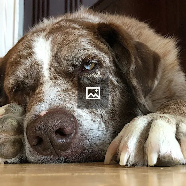 Sleepy brown and white dog