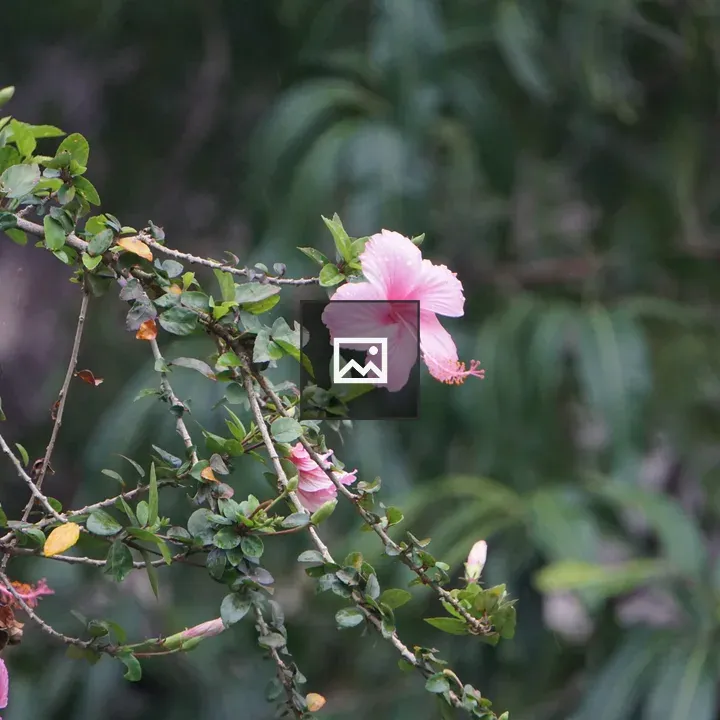 Pink hibiscus bloom on branch