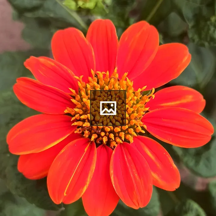 Zinnia Flower