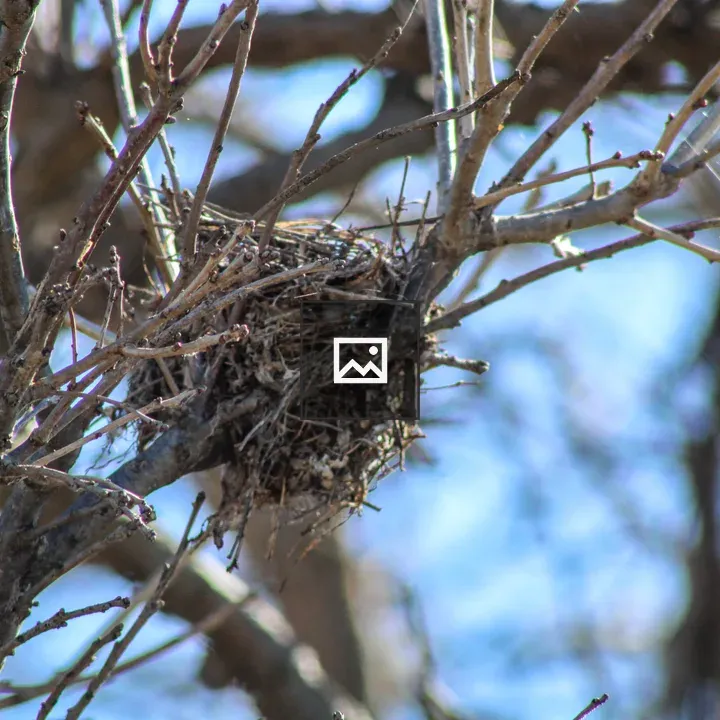 Bird's nest on a branch