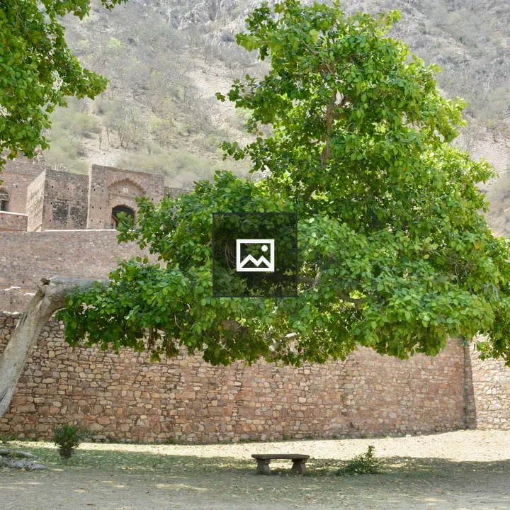 Ficus benghalensis near Bhangarh Fort