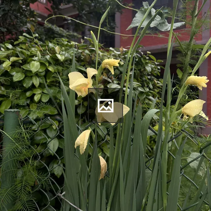 Yellow Gladiolus Plant