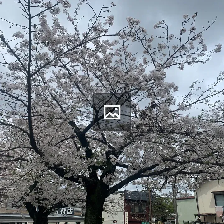 Cherry blossoms at Inahana Park gate