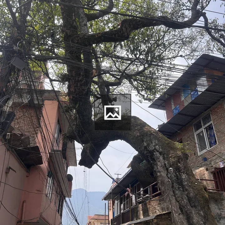 Leafy tree among urban buildings