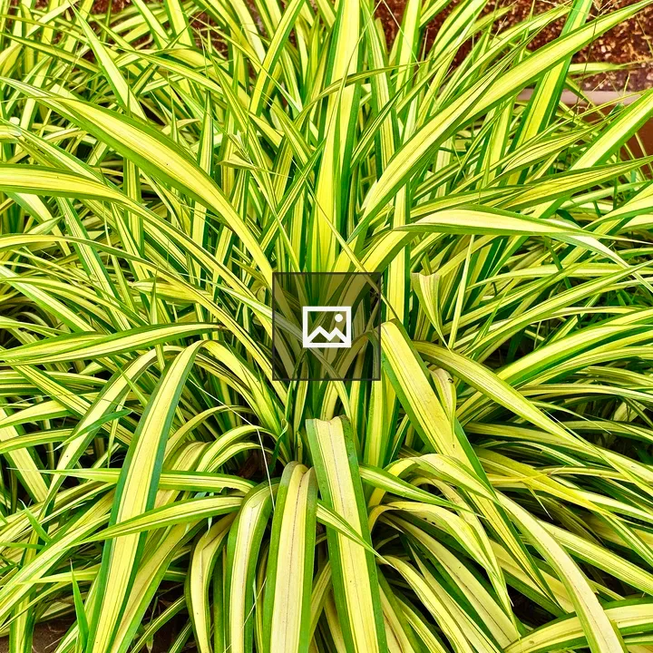 Pandanus Veitchii Plant