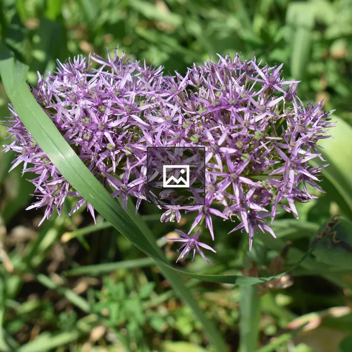 Purple Allium Flower Close-Up