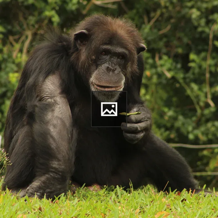 Chimpanzee with Leaf