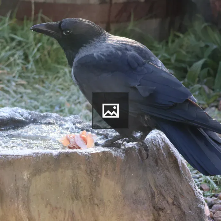 Hooded Crow on Frozen Feeding Station