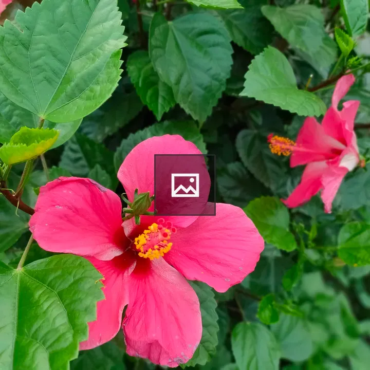Joba flower