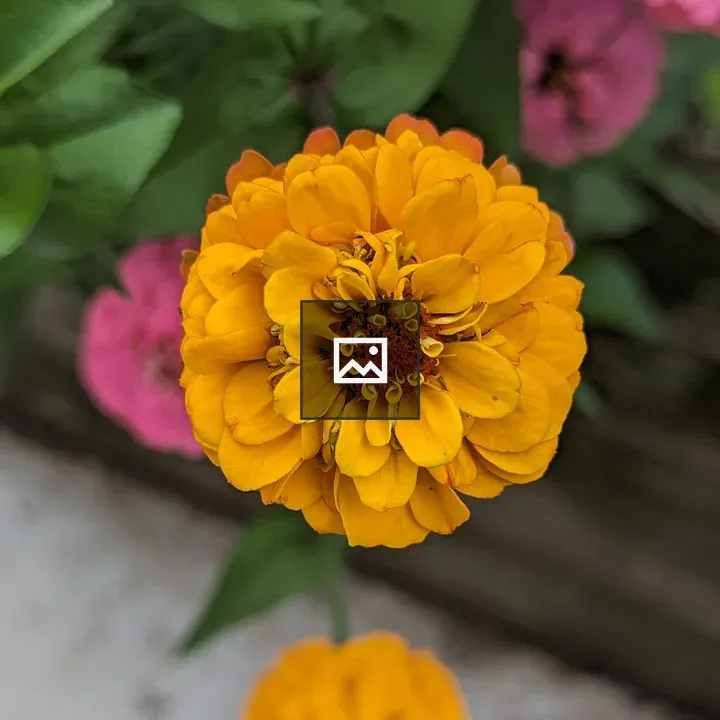 Yellow zinnia flower