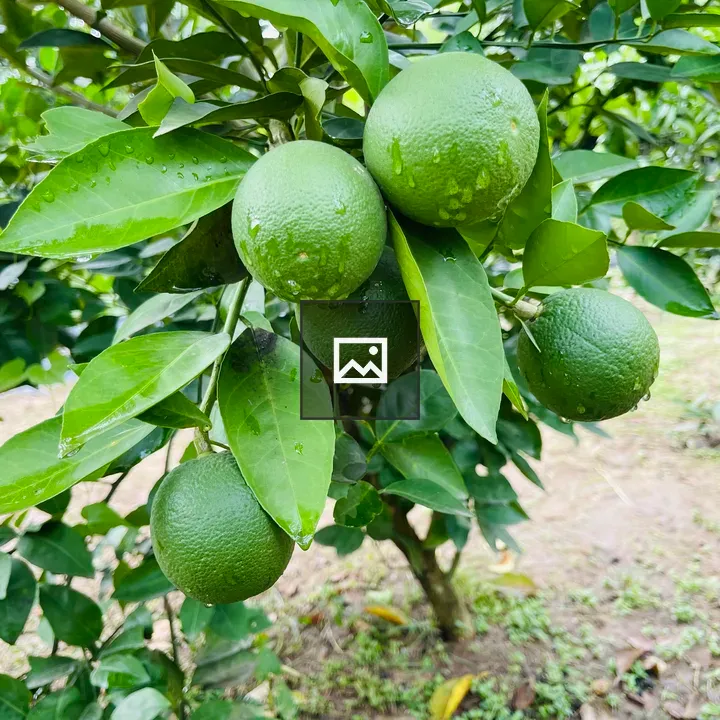 Close-up Citrus Branch with Green Oranges