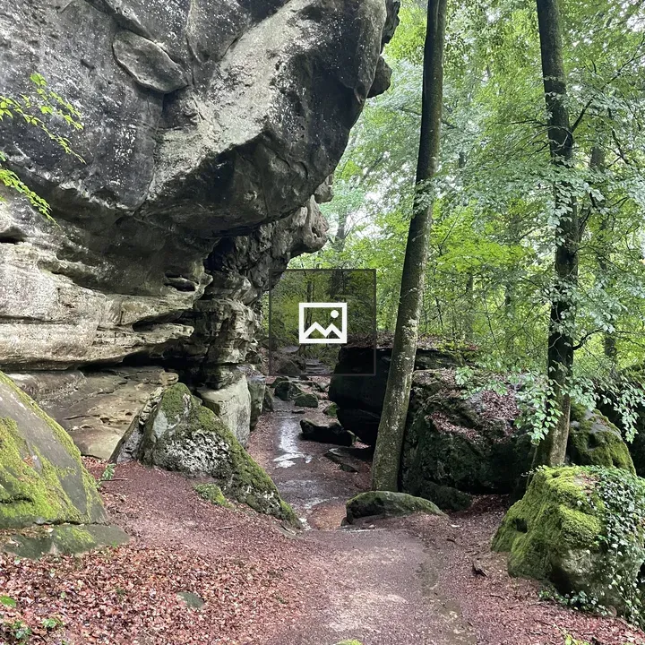 Rocky path through the forest