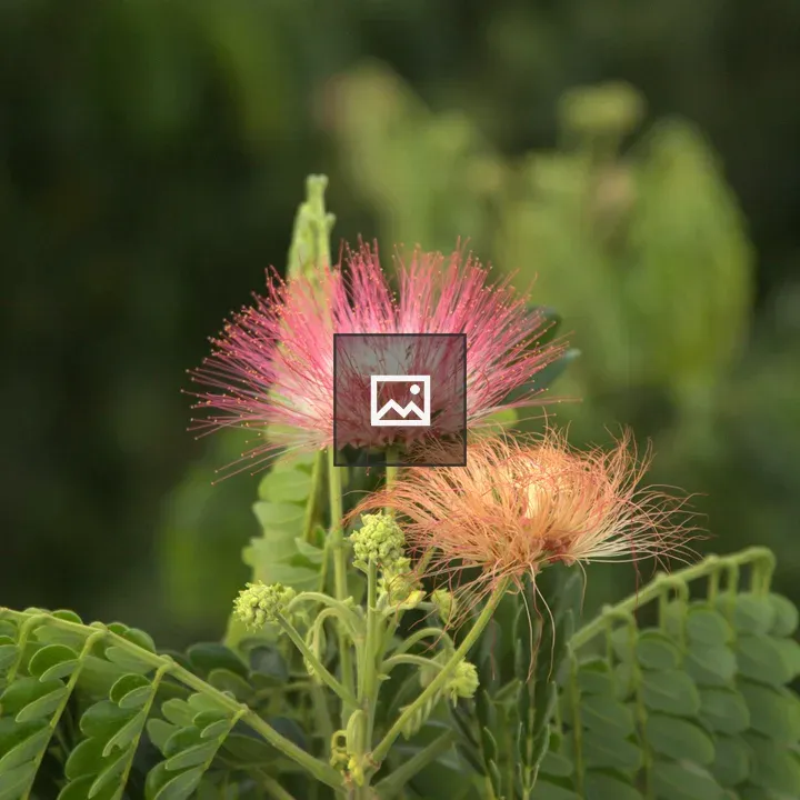 Blooming Flower