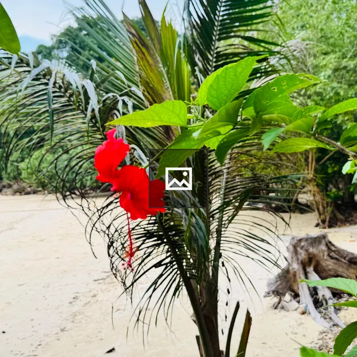 Red hibiscus on leafy branch