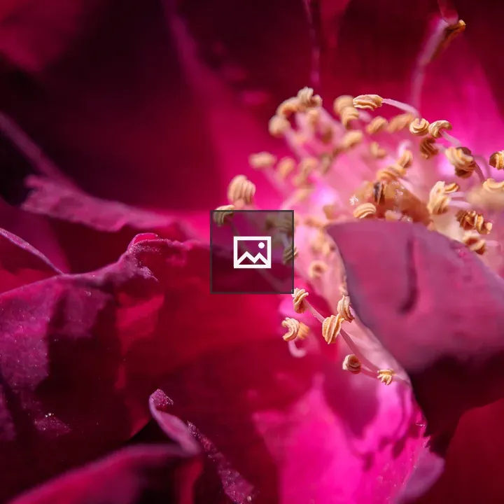 Wild rose up close
