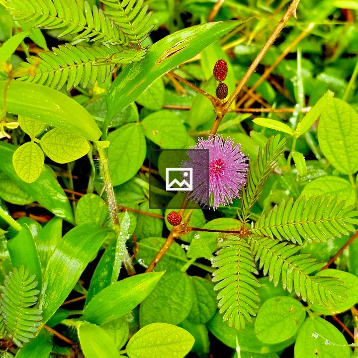 Mimosa pudica Plant and Flower