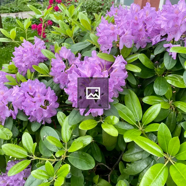 Rhododendron Flowering Shrub