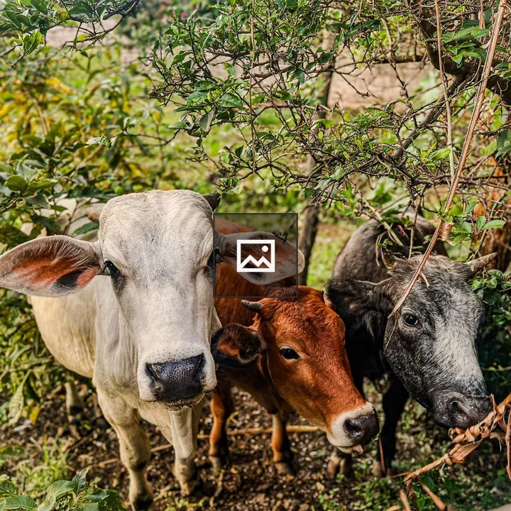 Three Cows in Pasture