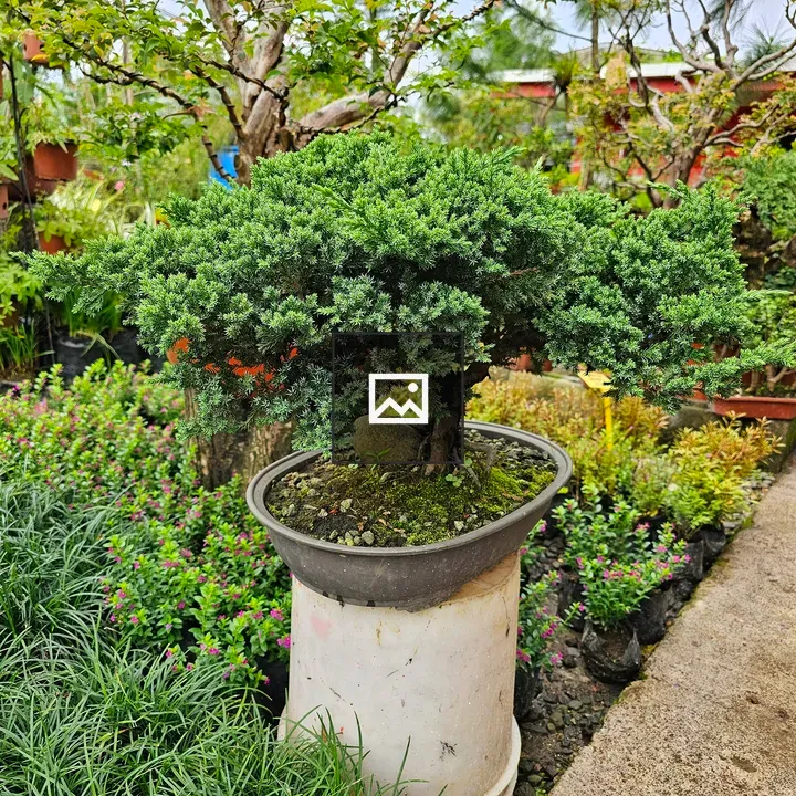 Bonsai in a pot on pedestal