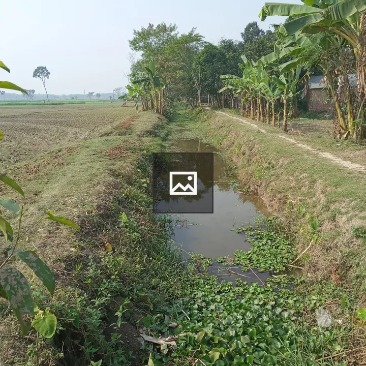 Muddy canal with palm trees