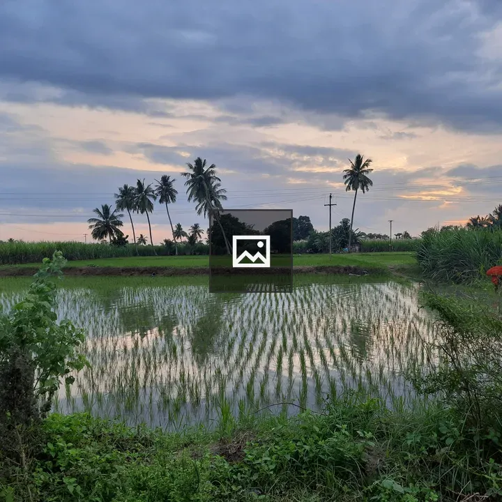 Paddy Field with Coconuts in Background