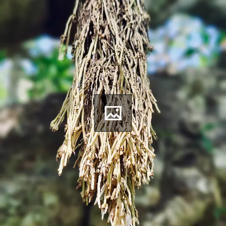 Dried aerial roots on a tree branch