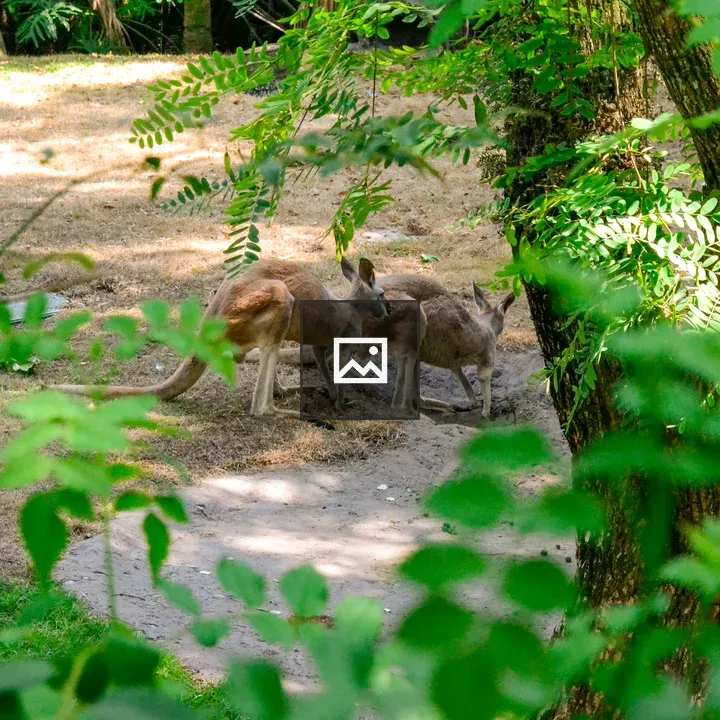 Kangaroos resting in shade
