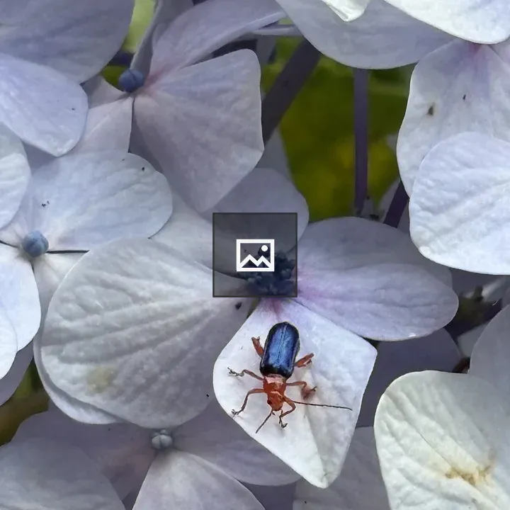 Hydrangea with Beetle