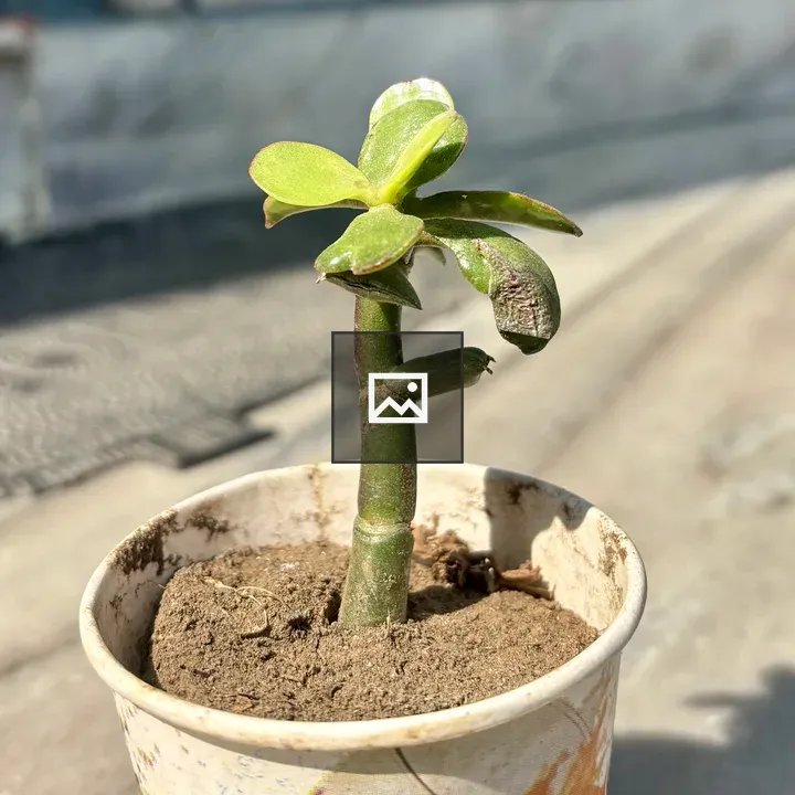 Young succulent in cup