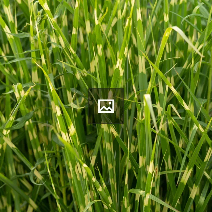 Variegated ornamental grass