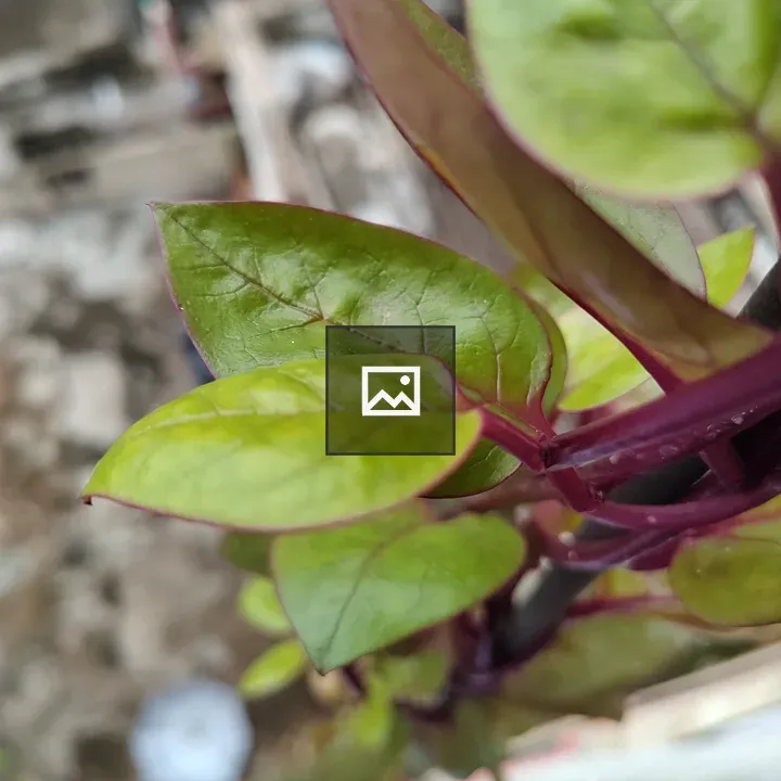 Ceylon spinach close-up