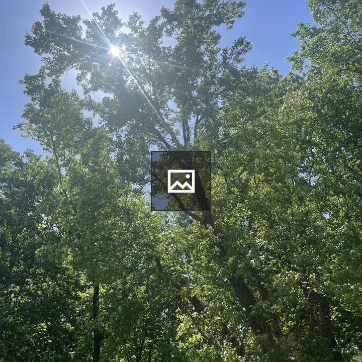 Sky and trees blocking sun