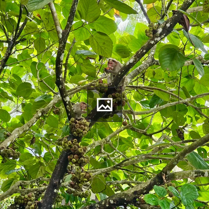 Two Monkeys Eating Cluster Figs