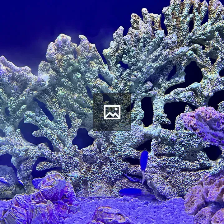 Bright blue tropical fish with coral backdrop