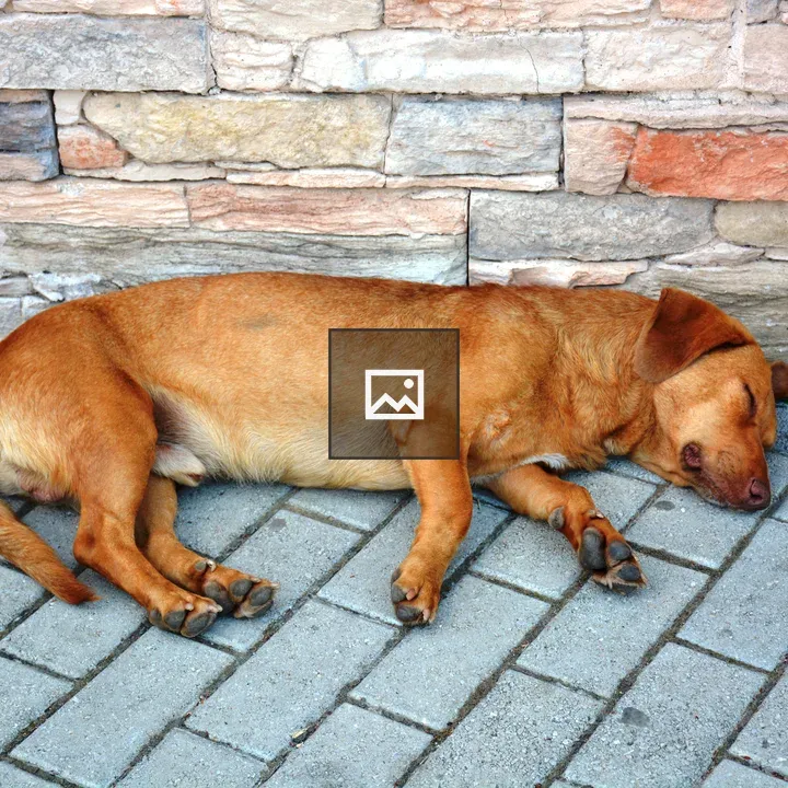 Sleepy street dog