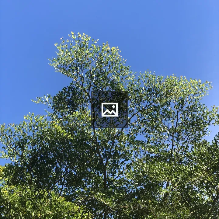 Terminalia catappa tree
