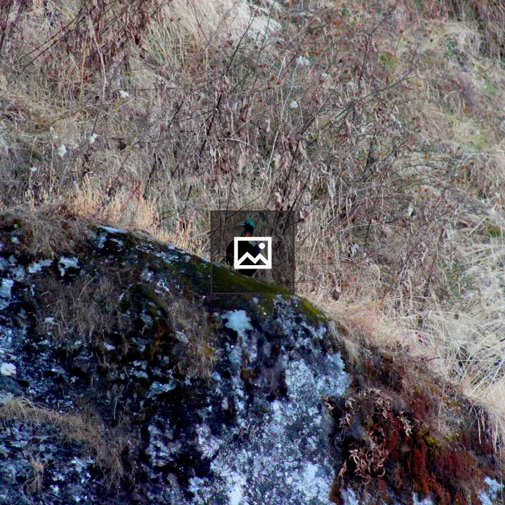 Munal bird on mossy rock hillside
