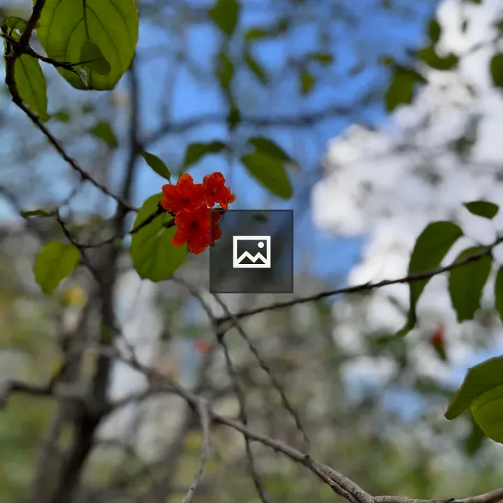 Springtime red flower bloom