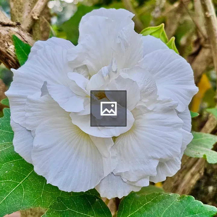 Hibiscus mutabilis flower