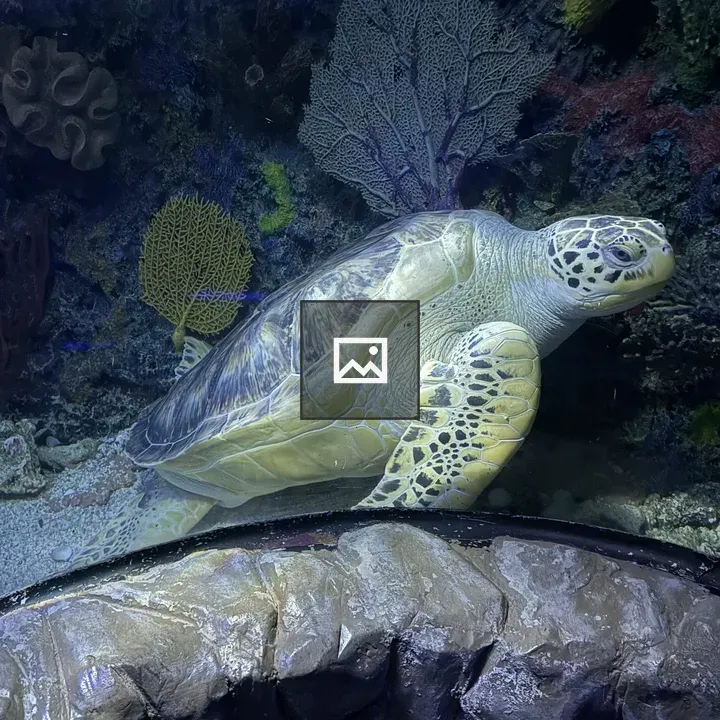 Sea turtle underwater gliding