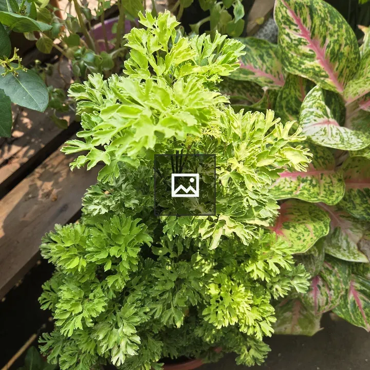 Polyscias fruticosa Plants Arrangement