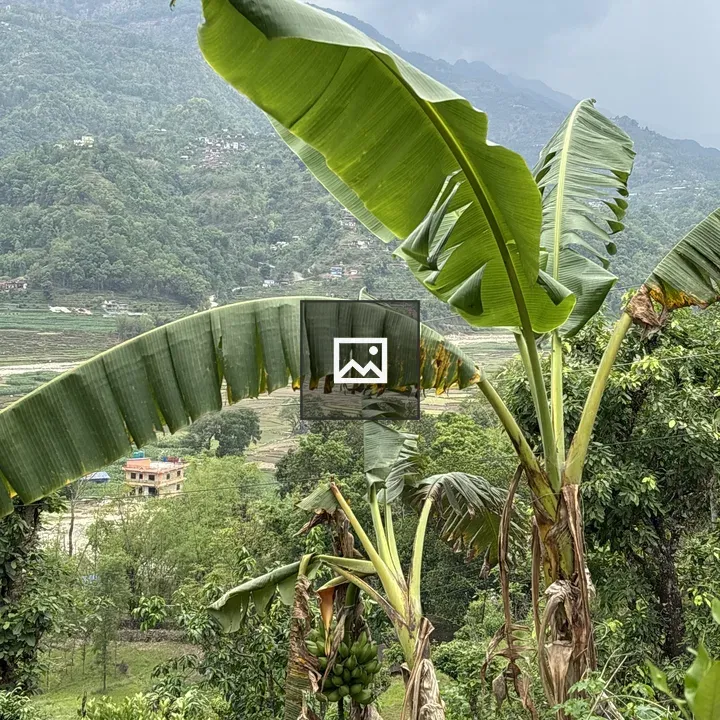 Banana trees in lush landscape