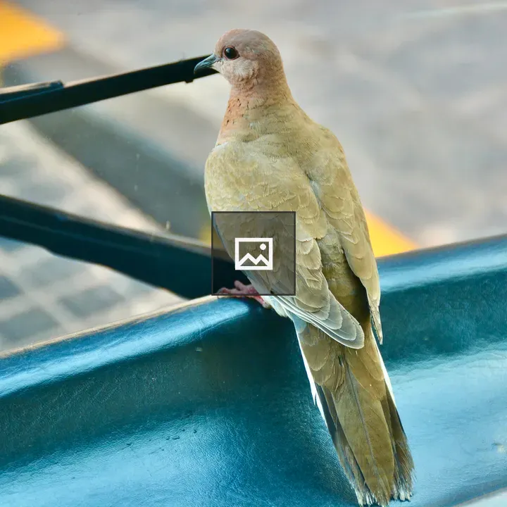 Laughing dove on a bus