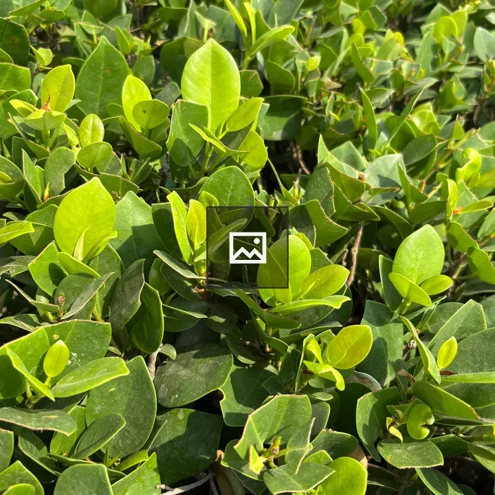 Dense green foliage close-up