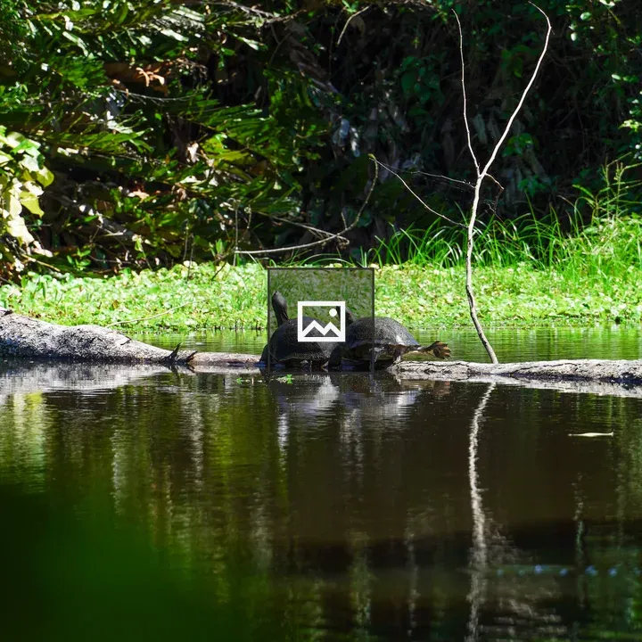 Turtles on a Log in Cahuita